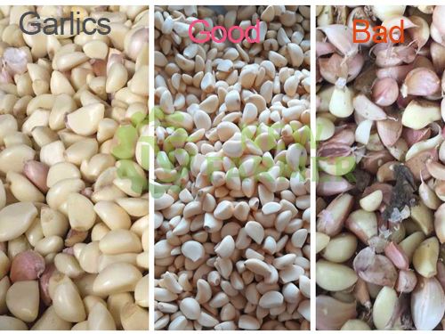 garlic color sorter